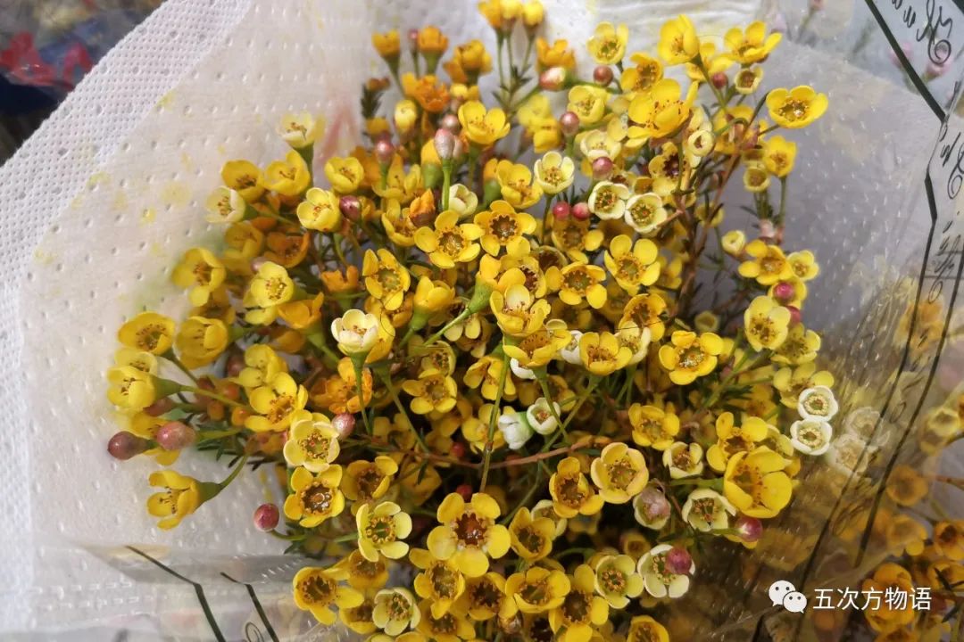 鲜切花都有哪些品牌,花卉市场买的月季不知道品种