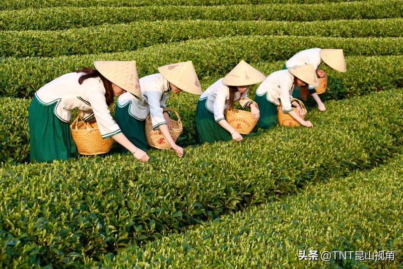 白毫银针茶叶的产地,白毫银针的产地在哪里