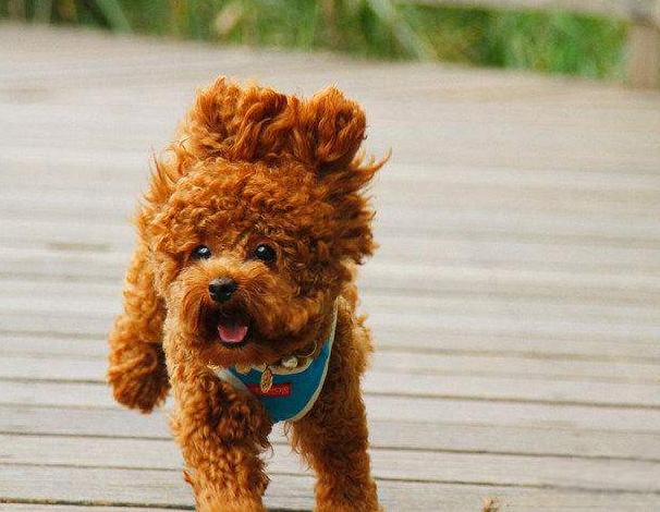 泰迪犬如何训练,泰迪犬要怎么训练