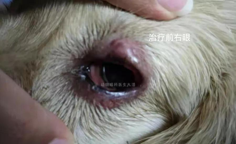 金毛化脓性结膜炎,金毛犬有眼角炎怎么办