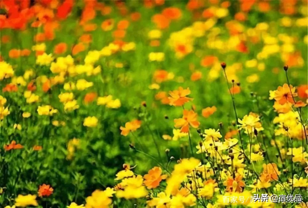 河源市连平县忠信镇大湖花海,太湖花海主题乐园