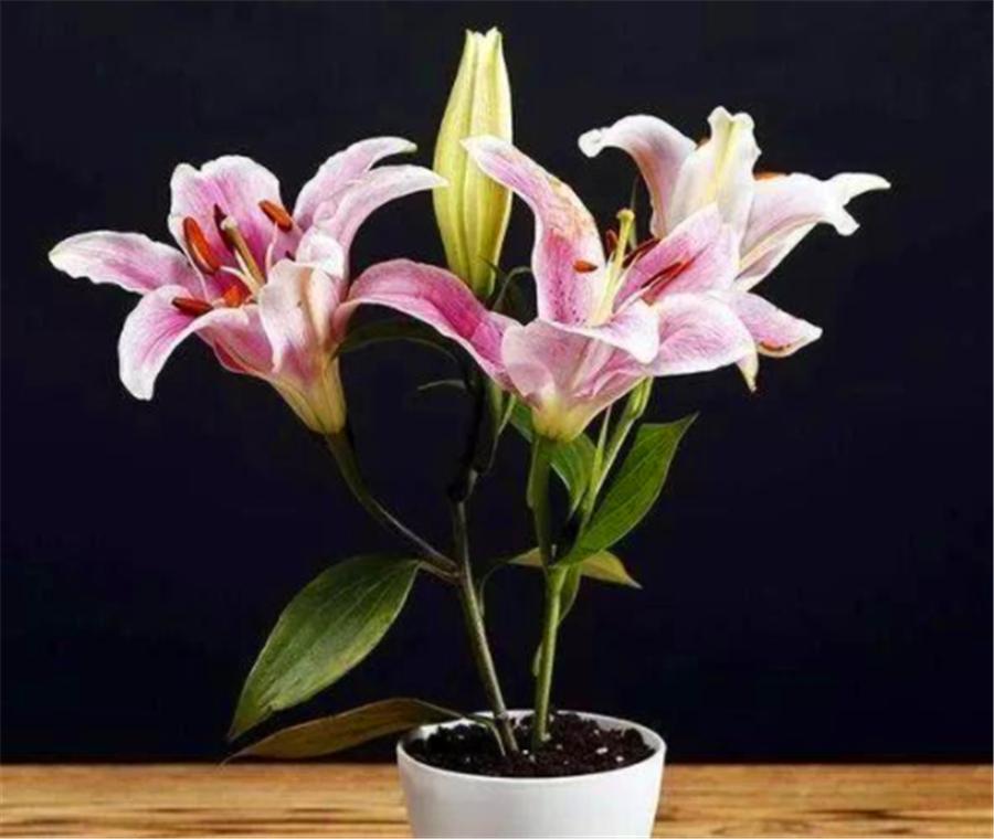 百合使用叶面肥和生根肥有功效吗,百合怎么浇水才能爆盆