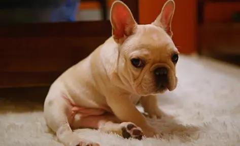 养狗家里总是有莫名其妙的臭味,养过猫狗的屋子有臭味