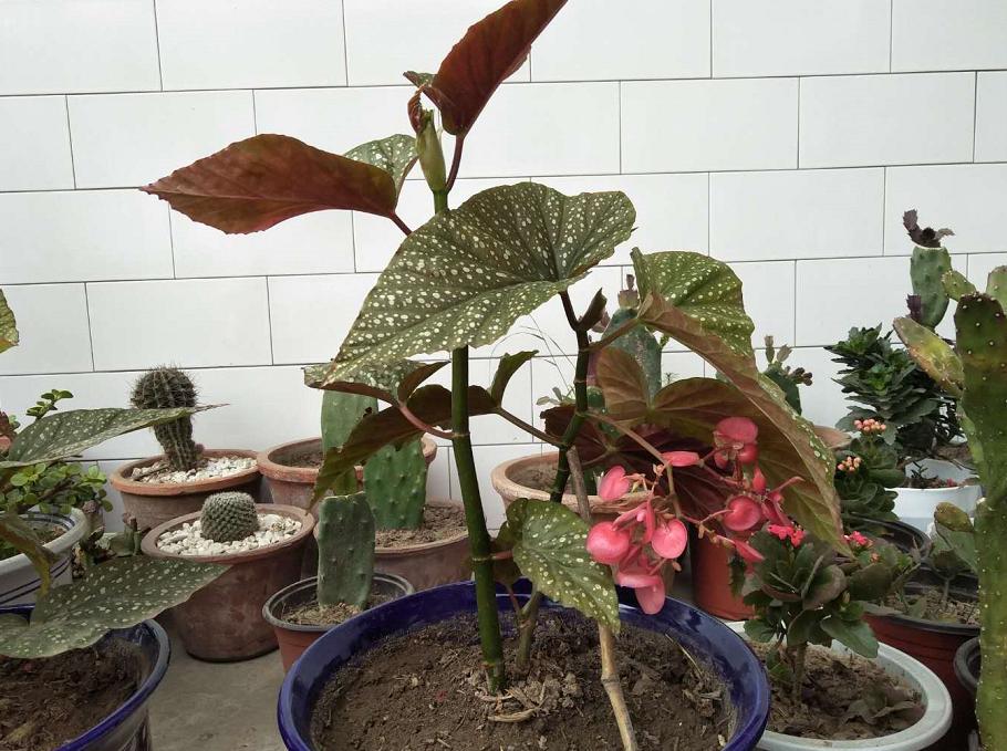 竹节海棠叶片发蔫儿是怎么回事,竹节海棠发蔫儿了怎么办