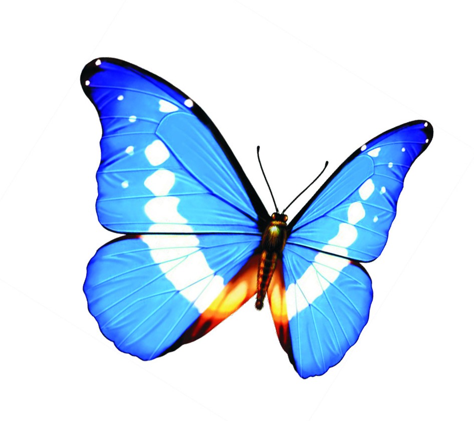 人工养毛毛虫变蝴蝶的过程,蝴蝶人工养殖