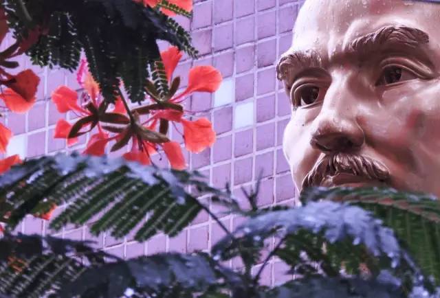 毕业季的凤凰花和栀子花,毕业季凤凰花开的时候