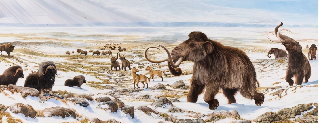 猛犸象是怎么灭绝的真正原因,为什么猛犸象要灭绝