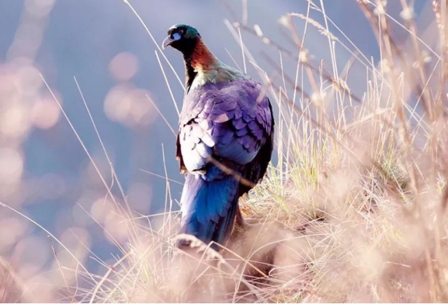 它是国家一级保护动物英语,数量多少只以下才是一级保护动物