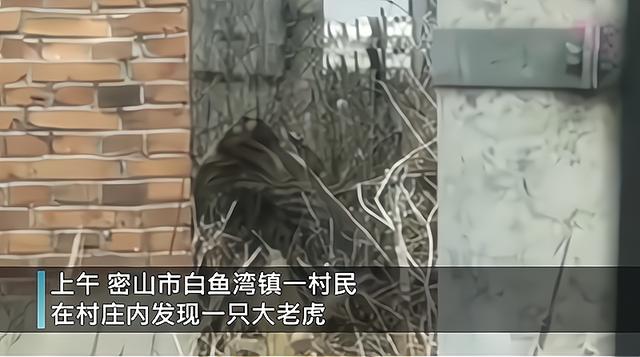 东北虎闯进村庄袭击放羊人,野生东北虎袭击人