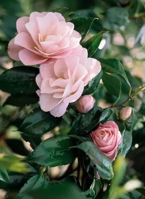 养花的好处50字,养花枝繁叶茂的秘诀