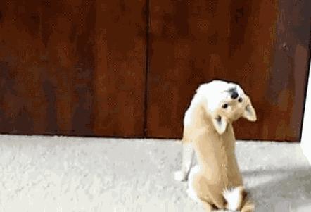 狗狗发出的求救信号,狗狗向主人求救的8个信号