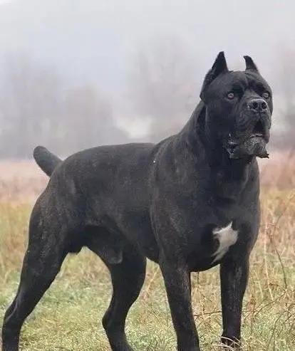 各国猛犬品种排名,各国品种猛犬