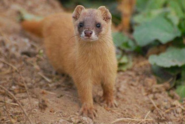 为什么迷信说不能杀黄鼠狼,为什么老人常说黄鼠狼杀不得