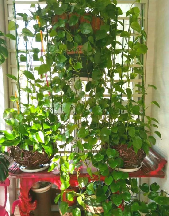 绿萝里面的小机关,绿萝有小机关怎么办