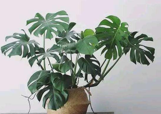 龟背竹的枝条扦插繁殖法,龟背竹弱枝扦插繁殖方法