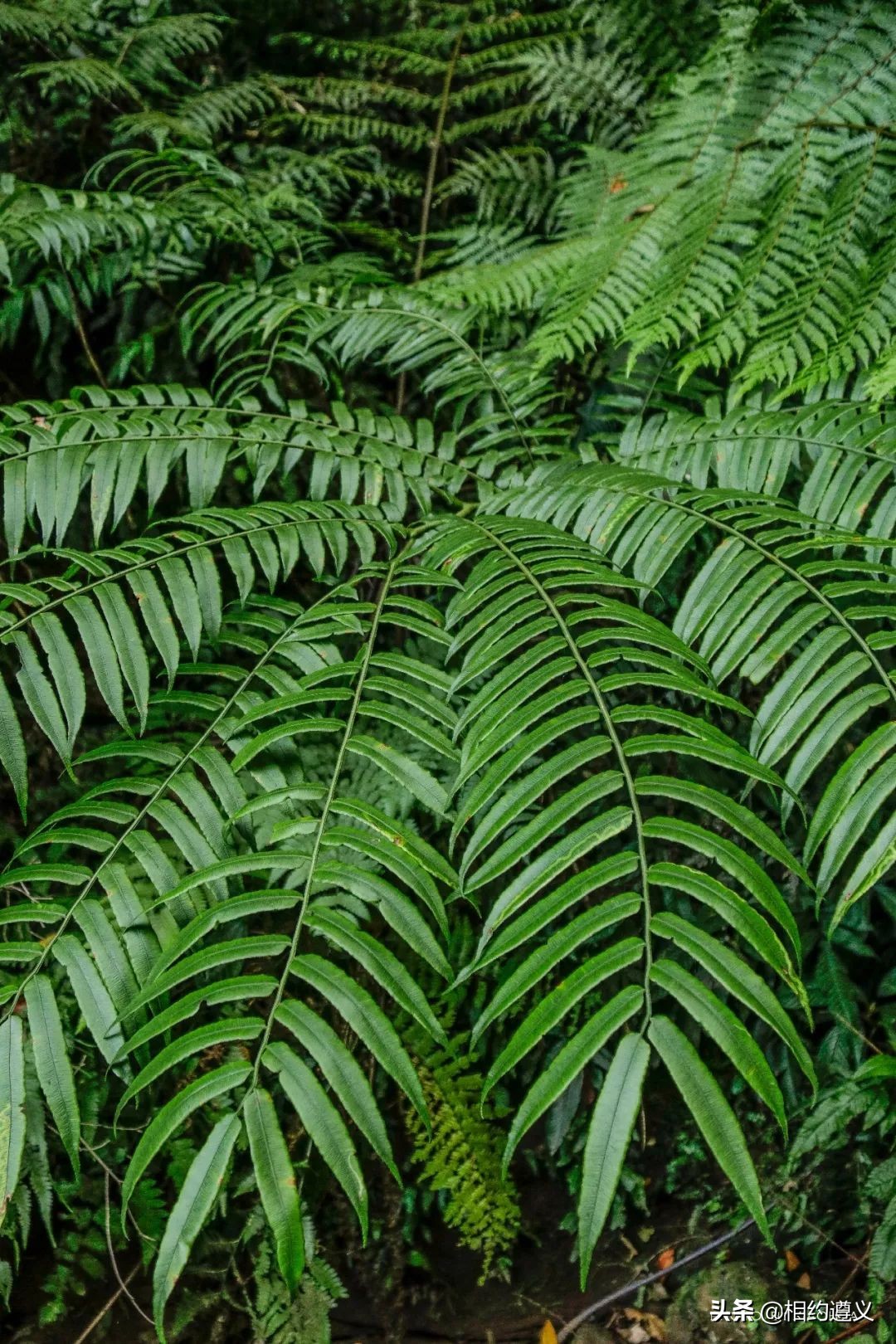 赤水大瀑布 侏罗纪公园 (世界唯一保留的侏罗纪原始公园)