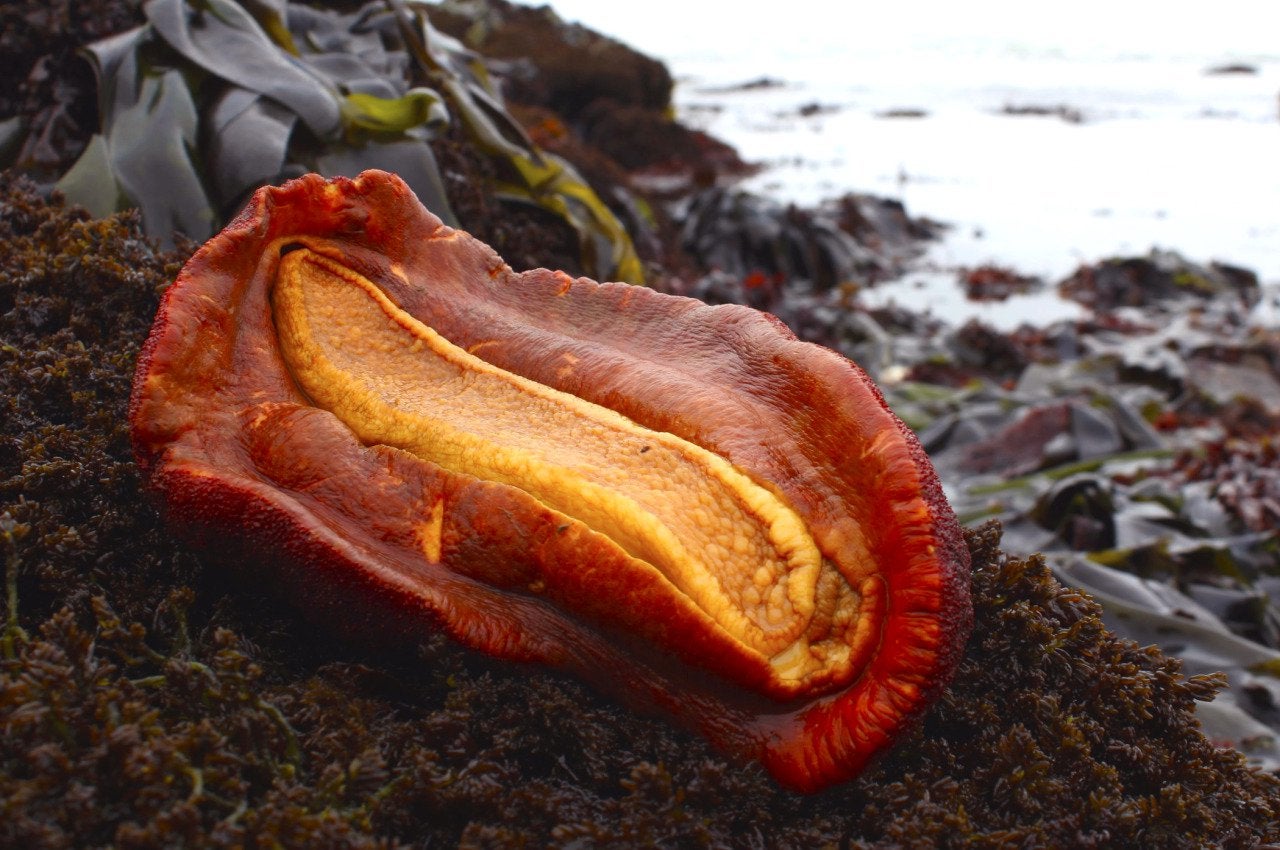 罕见的金属动物,被人类发现的奇怪动物