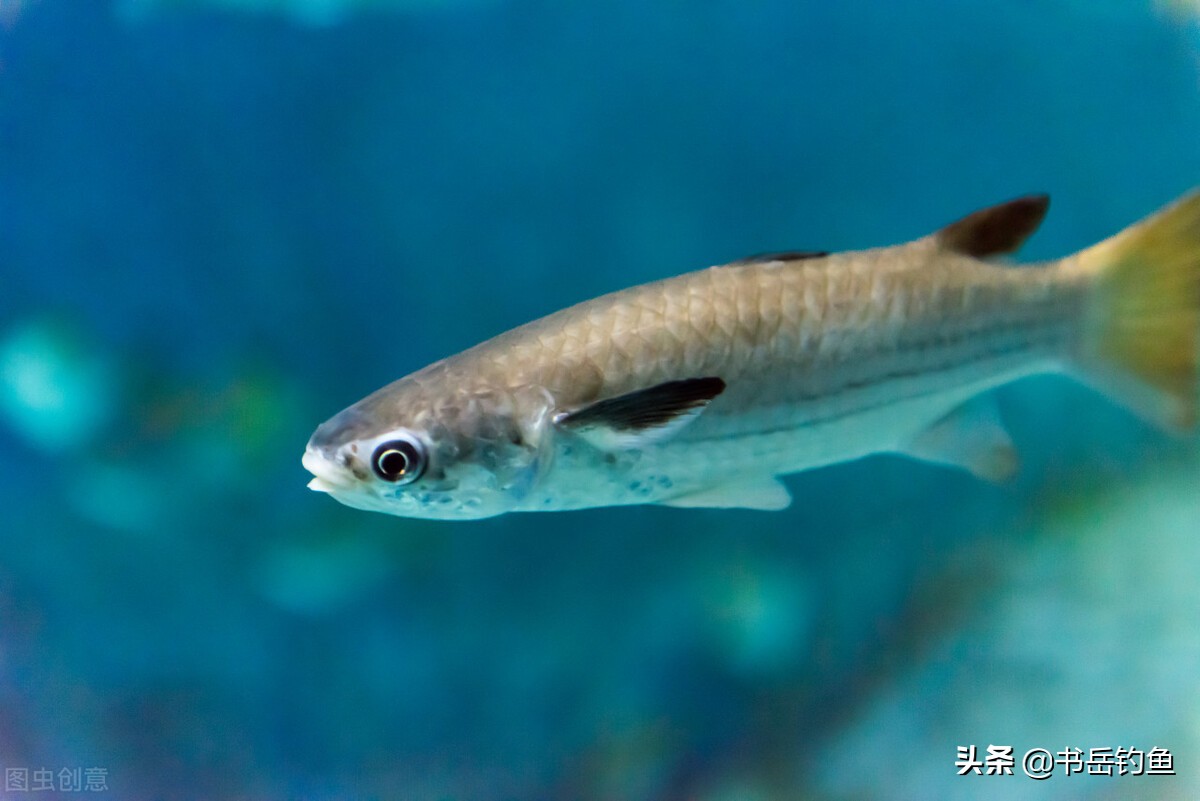 閽撻奔鎵惧噯楸奸亾鏄垎鎶ょ殑鍏抽敭,閽撳ぇ楸兼渶鐗㈢殑闃查挬鏂规硶