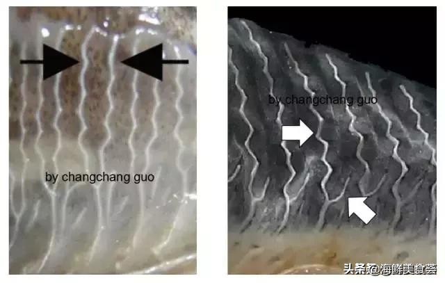 曾是四大海产之一,靠叫声互相识别,却被人类用噪声团灭