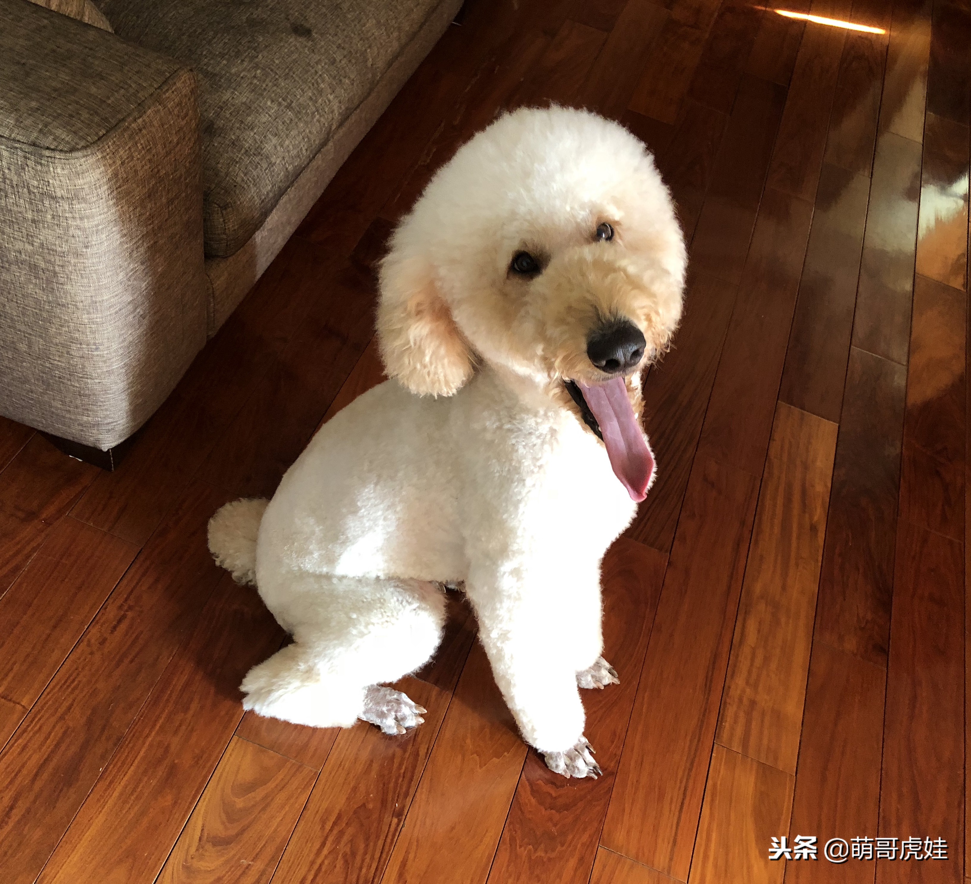 巨型贵宾犬剃完毛毛是什么样子的,巨型贵宾犬多大就能剪毛
