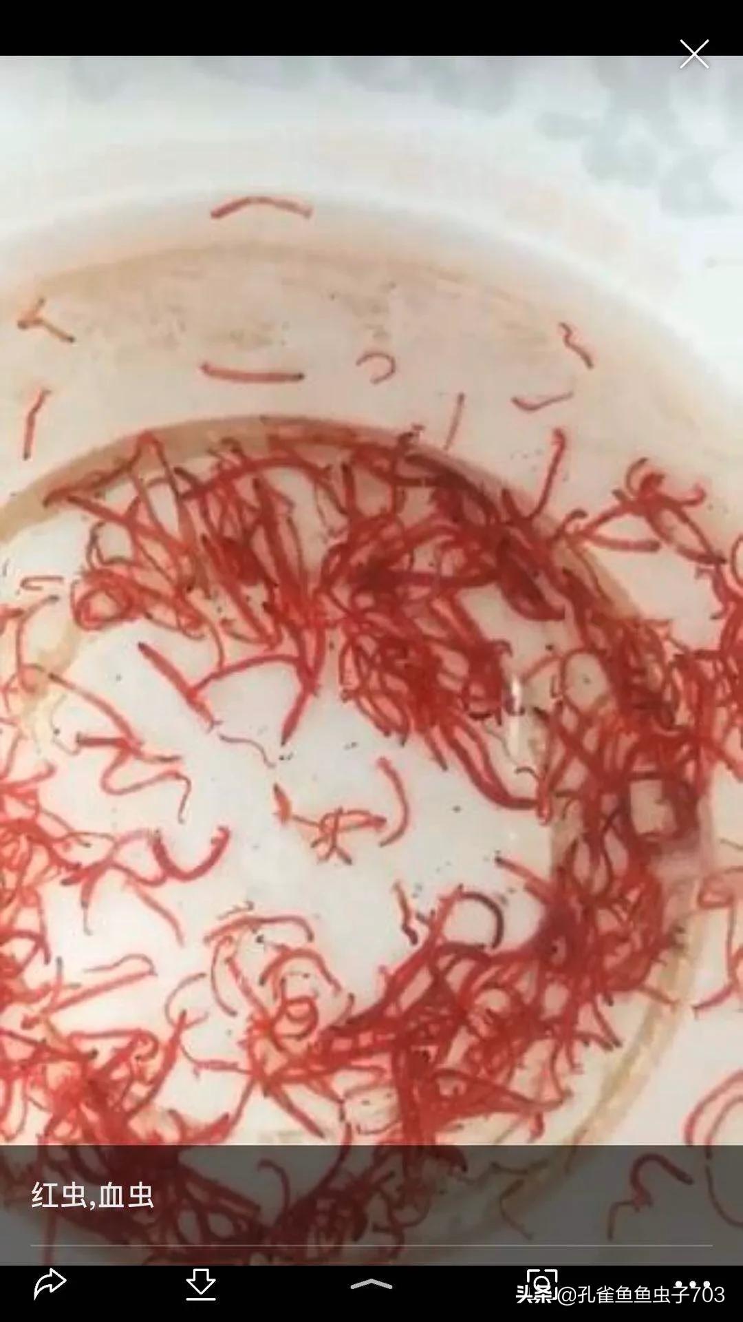 孔雀鱼鱼苗喂什么食物长得快,孔雀鱼需要每天投喂食物吗