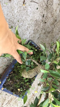 苹果盆景修剪技巧图解,新手也能学会的修剪盆景技巧