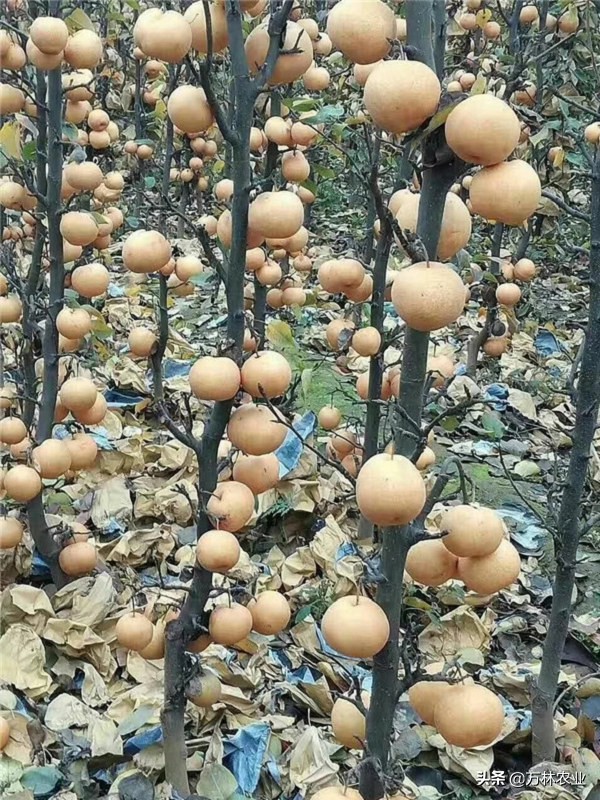 山东梨树苗有什么好品种,柱状梨树苗要截顶吗