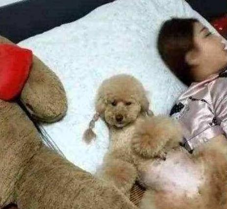 泰迪犬的六大缺点劝你最好别养,泰迪犬特殊的健康问题