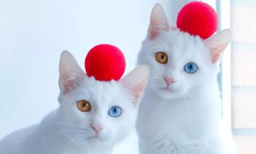 我家猫咪阴部出血，难道是来月经吗？