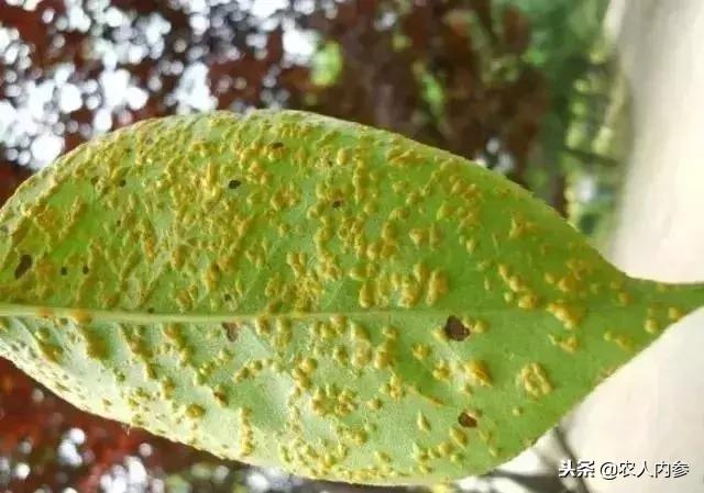 梨树高产秘方,梨树栽培技术及病虫害防治措施