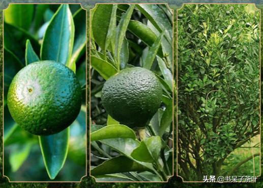 不贪小便宜,不交智商税,阿呆教你如何挑小青柑