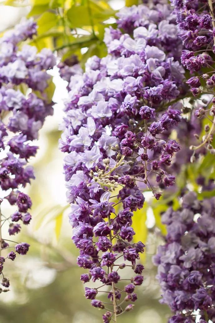 紫藤中最有名的品种叫什么名字,非常好种不需要太阳的紫藤品种