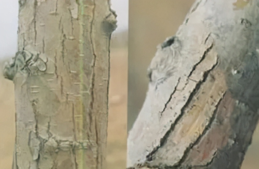 山楂种植病虫害有哪些危害,山楂病害