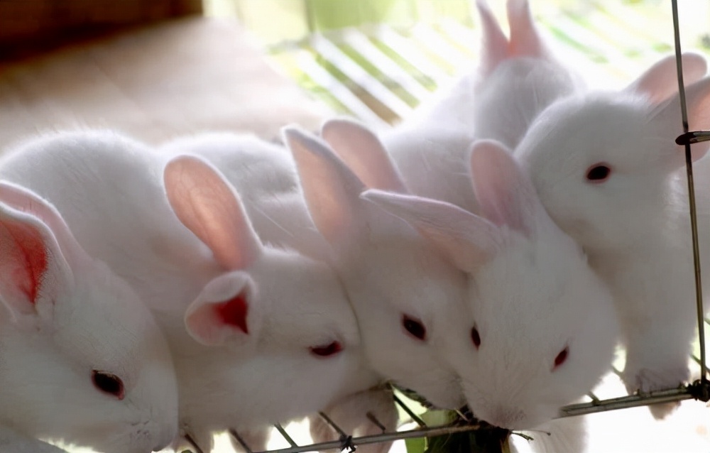 90后回家创业肉兔养殖,00后在农村创业养殖兔业