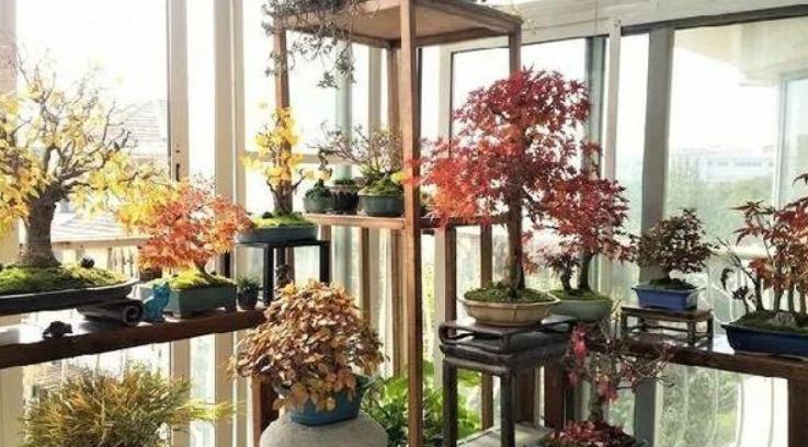 阳台小怎样利用空间种花,阳台空间小怎么养多肉