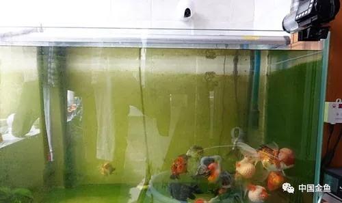 原来这么好用的养鱼装备,制作懒人养鱼必备神器