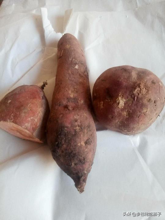 红薯种植育苗,红薯育苗用大红薯好还是小红薯好