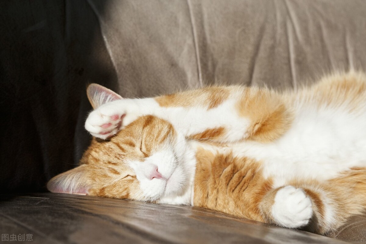 猫咪搞笑日常漫画,一个关于猫的搞笑漫画