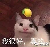 不知喜悲,b站up主翻车总结