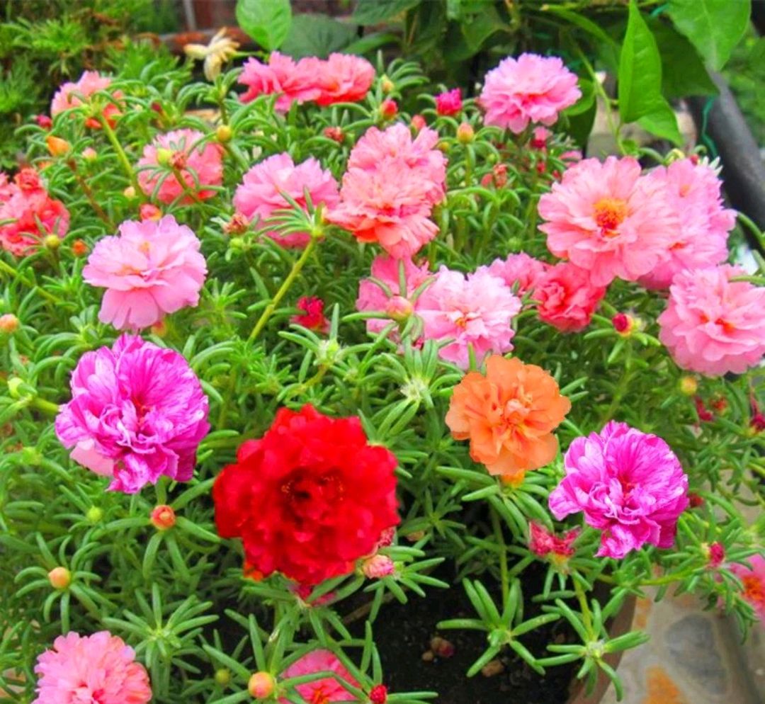 好养的盆栽花卉排名前十,盆栽花比较好养的有哪些