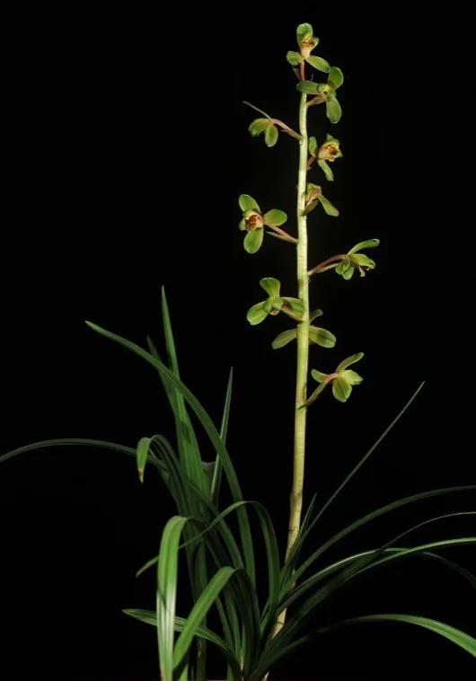 “四君子之一”贵到能买一套别墅