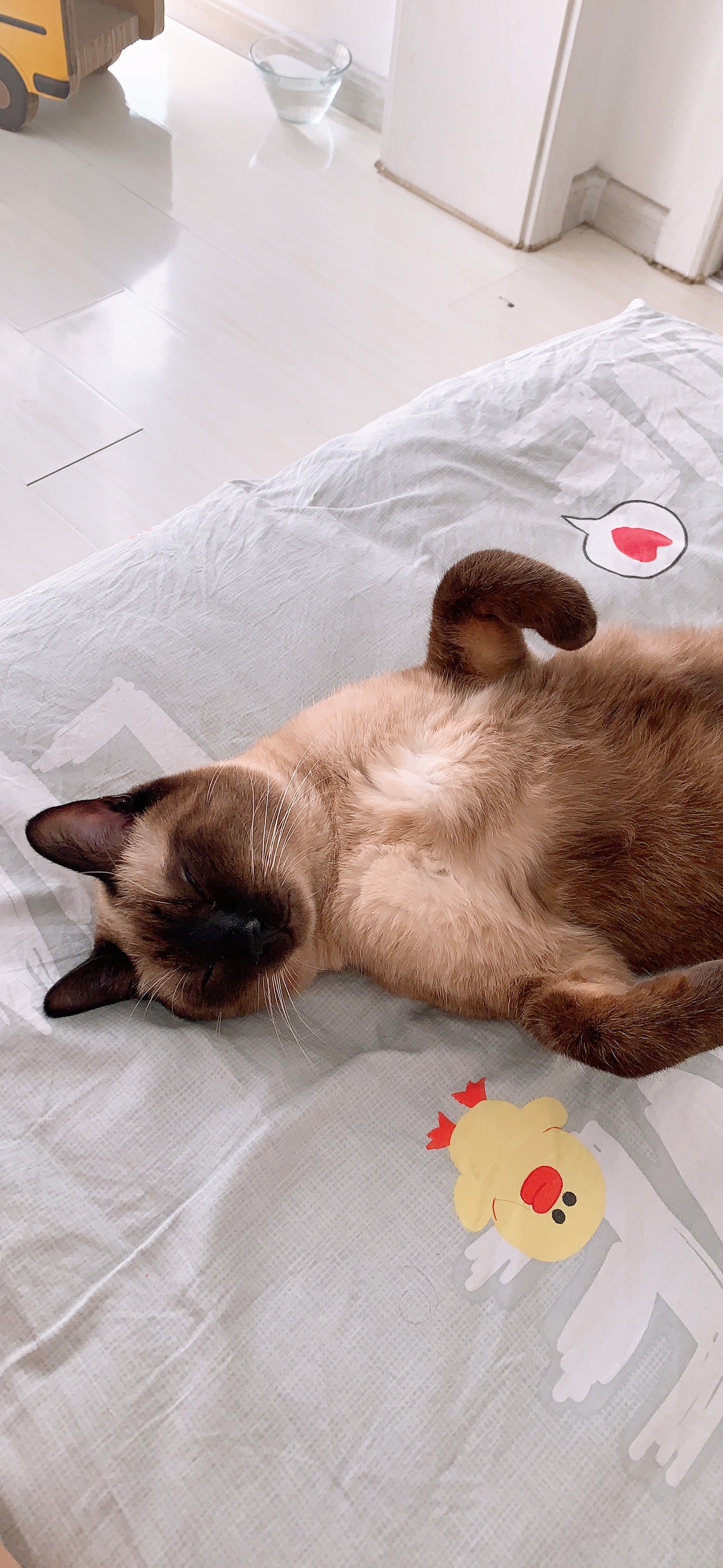 新手买猫要问哪些问题,新手买猫要了解什么