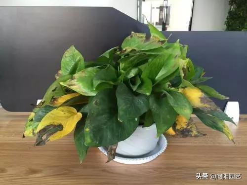 绿萝出现斑点黄叶子怎么办,绿萝叶子发黄用什么药最好