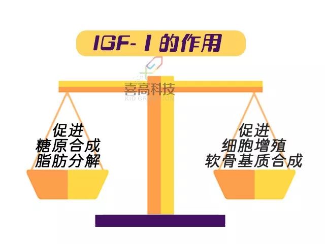 生长因子结合蛋白报告单解读,生长因子igf-1正常值