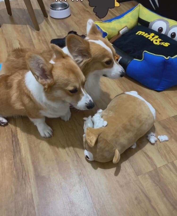 柯基犬咬主人脚,柯基咬黑狗猫猫反击