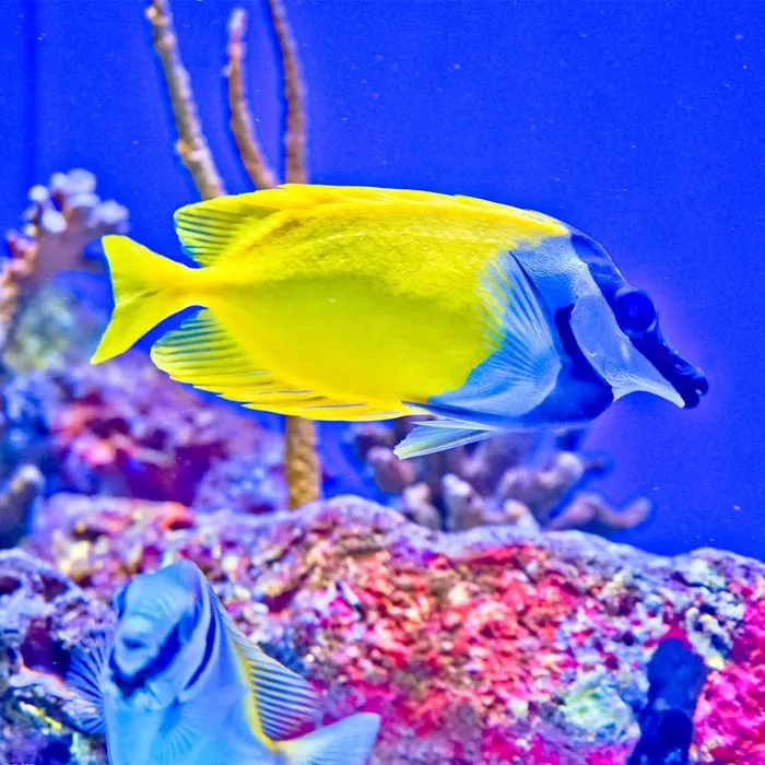 海水鱼青蛙会打架吗,海水鱼打架鱼鳍受伤