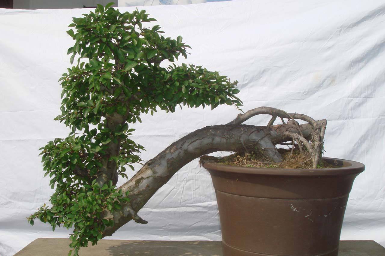 小叶榔榆盆景叶子黄了怎么办,榔榆盆景树桩光掉叶子怎么回事