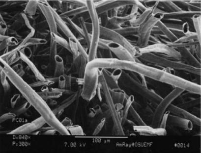 为了替你出气，我们给讨厌的杨柳絮来个“以暴制暴”