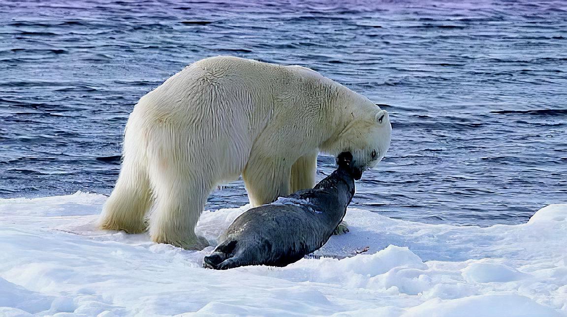 北极熊捕杀海豹的视频,北极熊捕杀海豹的真实过程