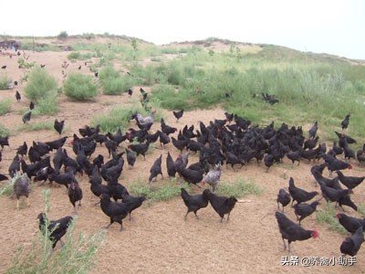 散养土鸡养殖成本计算方法有哪些,散养土鸡的成本与利润是多少